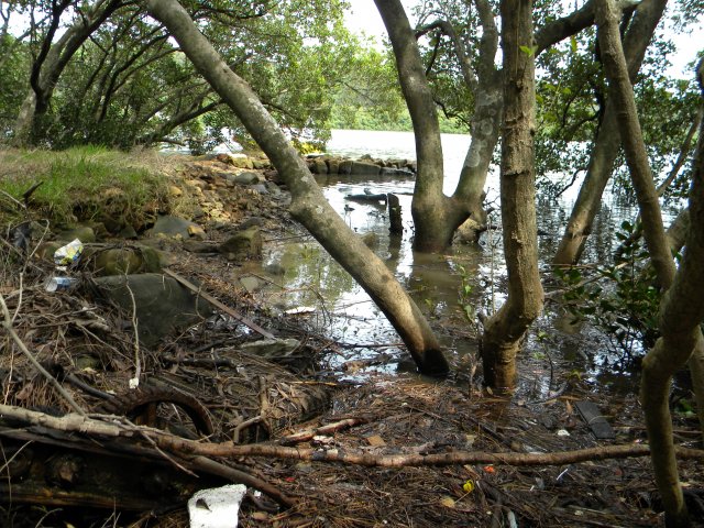 Salt Pan Creek, where women gathered wild flowers 